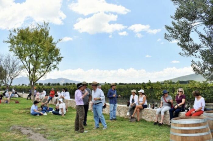 Queretaro Wine Harvest Season Boosts Vineyard Supply by 30 Percent and Expects 400 Million Pesos in Economic Impact